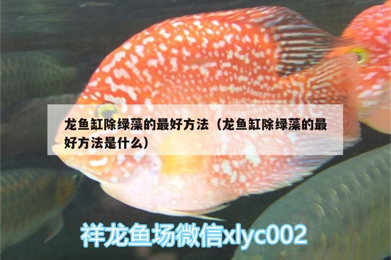 龍魚缸除綠藻的最好方法（龍魚缸除綠藻的最好方法是什么）（龍魚缸除綠藻的方法）