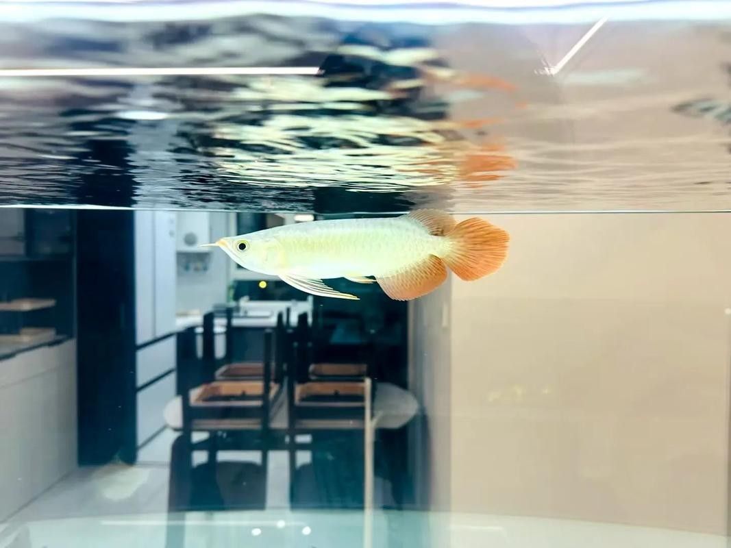 如何飼養小紅龍魚苗？（關于如何飼養小紅龍魚苗的基本指南：確保你的魚缸水質良好）