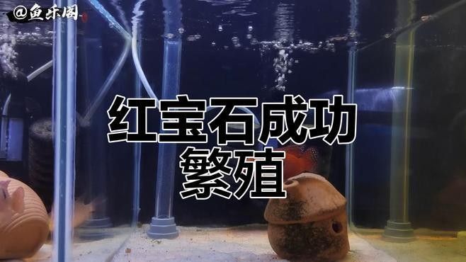 虎紋恐龍魚繁殖后多久喂食（虎紋恐龍魚繁殖后多久可以混養(yǎng)虎紋恐龍魚繁殖后多久可以混養(yǎng)）