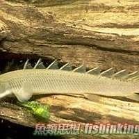 虎紋恐龍魚繁殖后多久喂食（虎紋恐龍魚繁殖后多久可以混養(yǎng)虎紋恐龍魚繁殖后多久可以混養(yǎng)）
