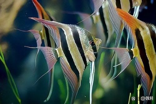 虎紋恐龍魚繁殖后多久喂食（虎紋恐龍魚繁殖后多久可以混養(yǎng)虎紋恐龍魚繁殖后多久可以混養(yǎng)）