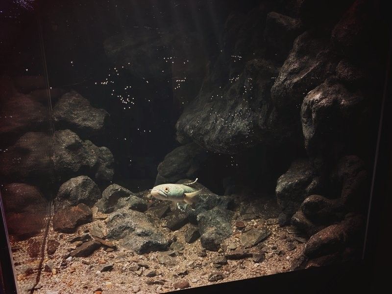 雷龍魚苗多久換一次水？（雷龍魚換水技巧大揭秘,如何正確操作不傷魚佳期如夢一場）