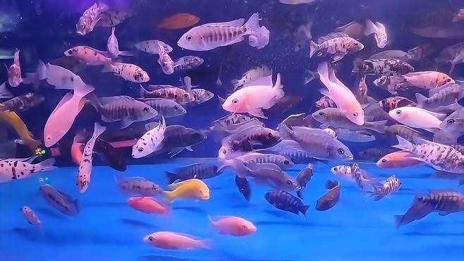 如何預防龍魚缸水渾濁？（魚缸水渾濁怎么辦）