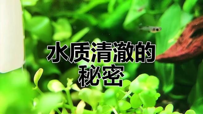 如何預防龍魚缸水渾濁？（魚缸水渾濁怎么辦）