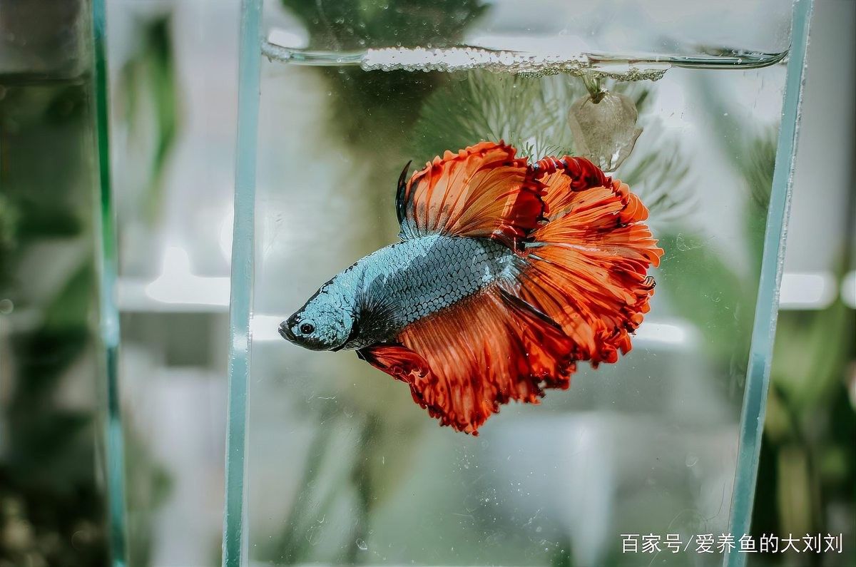 如何預防龍魚缸水渾濁？（魚缸水渾濁怎么辦）