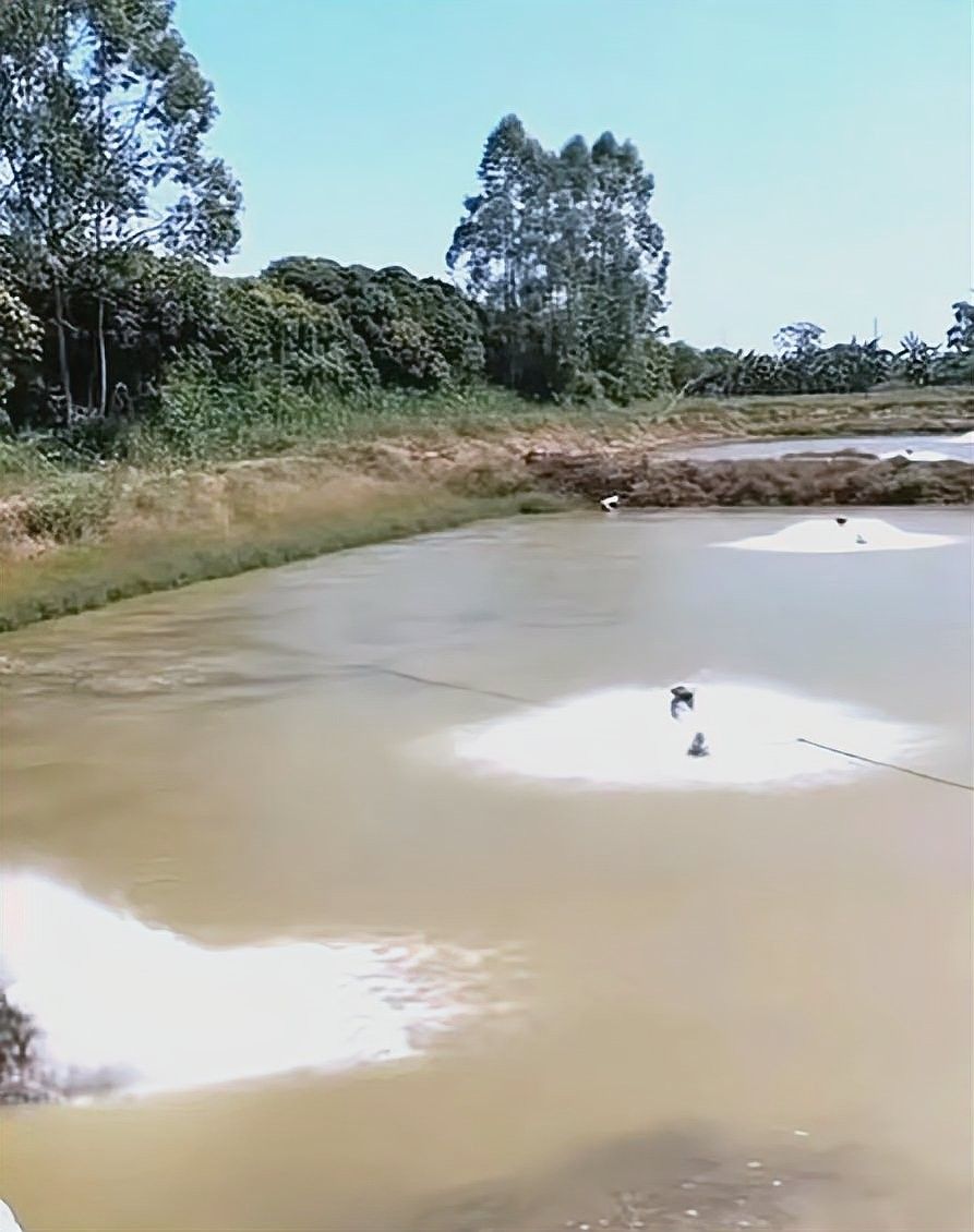 吉州區水產批發市場的龍魚苗價格如何（吉州區水產批發市場的龍魚苗價格）