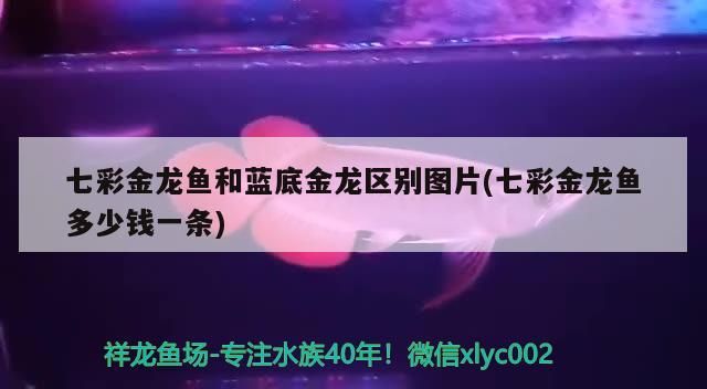 七彩金龍魚和藍(lán)底金龍區(qū)別圖片(七彩金龍魚多少錢一條)（七彩金龍魚和藍(lán)底金龍魚、藍(lán)底金龍魚和藍(lán)底金龍魚的區(qū)別） 七彩金龍魚和藍(lán)底金龍區(qū)別圖片(七彩金龍魚多少錢一條)（七彩金龍魚和藍(lán)底金龍魚、藍(lán)底金龍魚和藍(lán)底金龍魚的區(qū)別） 觀賞魚百科
