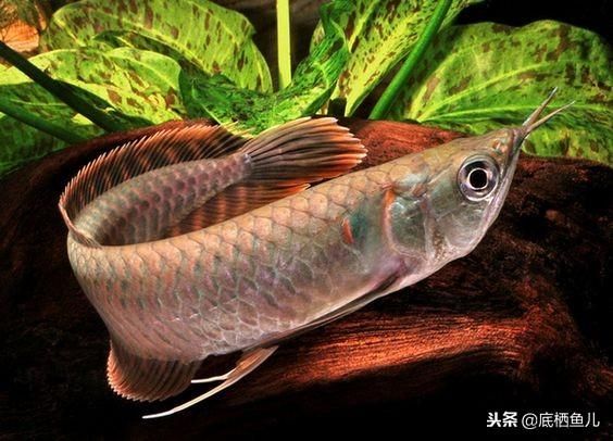 龍魚立鱗一般幾天能好:紅龍魚身體發青色是怎么回事（關于龍魚術語的一些問題）