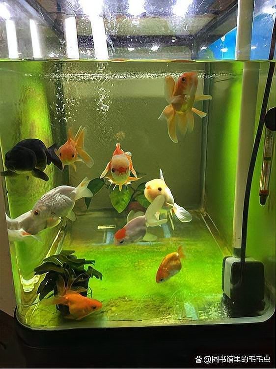 如何判斷龍魚是否需要打氧（萌寵龍魚飼養(yǎng)知識：龍魚打氧需要打氧嗎）