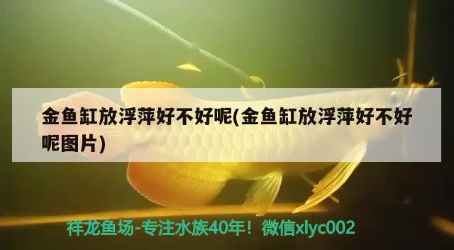 龍魚精養缸哪個品牌好？，龍魚精養缸哪個品牌好龍魚精養缸哪個品牌好用