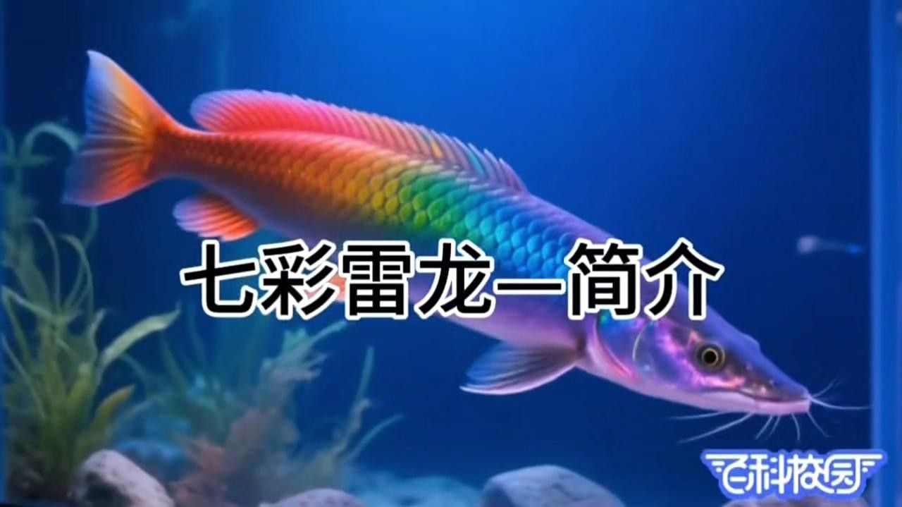 南鱧和七彩雷龍魚有何區別（南鱧和七彩雷龍魚哪個更好養南鱧和七彩雷龍魚哪個更好養）