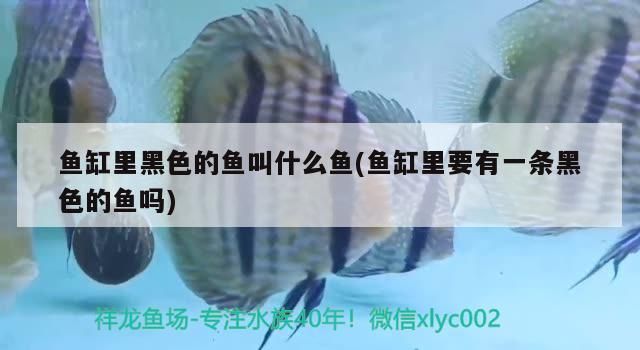 魚(yú)缸里黑色的魚(yú)叫什么魚(yú)(魚(yú)缸里要有一條黑色的魚(yú)嗎)