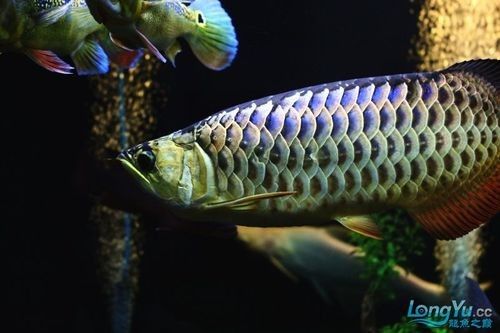 如何辨別藍背金龍魚的品質（養(yǎng)魚小藝龍魚的品質鑒別藍背金龍魚品質的關鍵步驟）