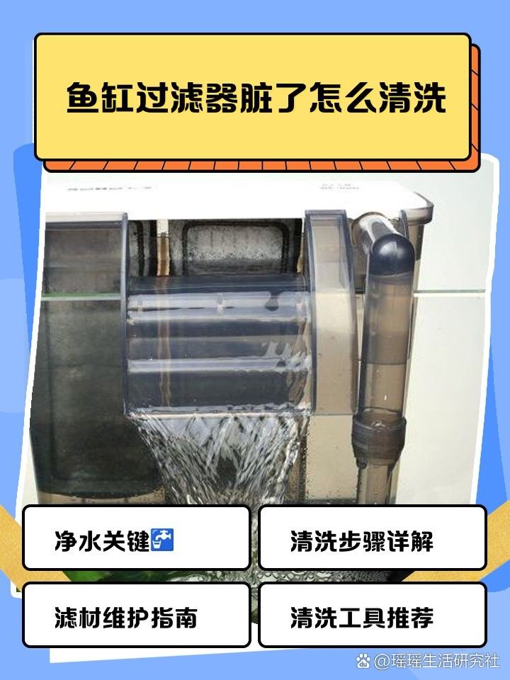 紅龍魚多久洗一次過濾器？（紅龍魚多久清洗一次過濾器）