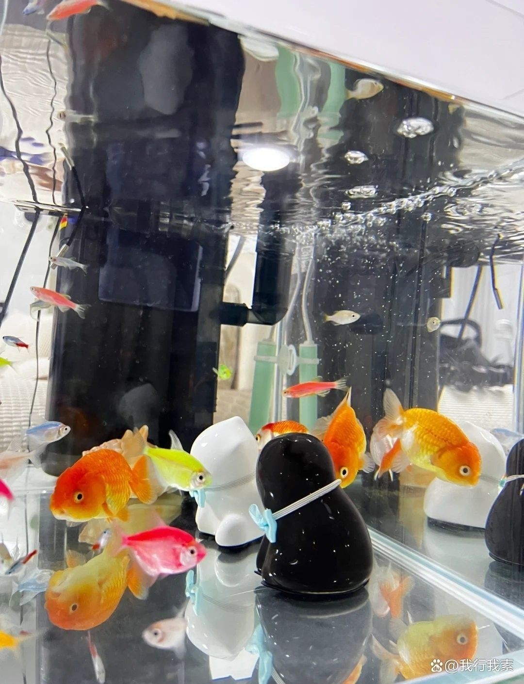 金龍魚換缸后多久喂活餌？（玄寵宿舍金龍魚換缸后多久喂活餌是一個值得探討的問題）