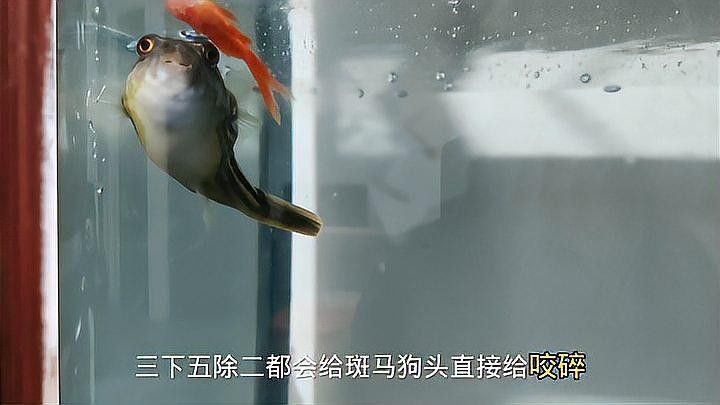 如何降低斑馬狗頭魚和龍魚混養的風險（斑馬狗頭魚與龍魚混養指南與注意事項犯懶大王康康）