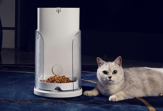 停電期間可以喂食嗎（停電期間，寵物可以喂食動物嗎？）