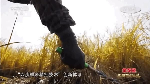 金龍魚紀錄片有哪些系列？（《品牌強國之路》今晚cctv-2開播） 金龍魚紀錄片有哪些系列？（《品牌強國之路》今晚cctv-2開播） 龍魚百科 第3張