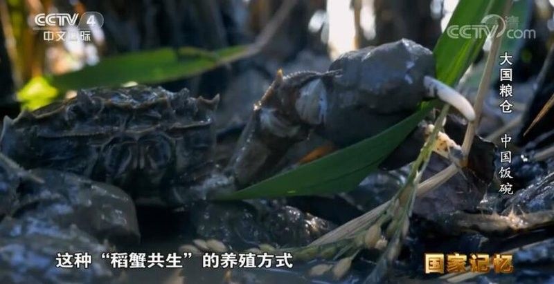 金龍魚紀錄片有哪些系列？（《品牌強國之路》今晚cctv-2開播） 金龍魚紀錄片有哪些系列？（《品牌強國之路》今晚cctv-2開播） 龍魚百科 第4張
