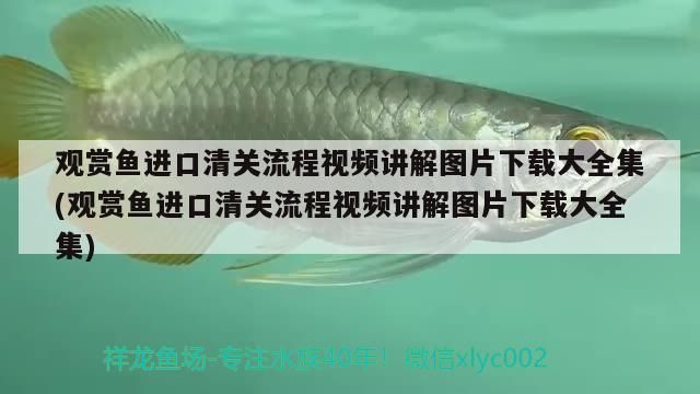 觀賞魚(yú)進(jìn)口清關(guān)流程視頻講解圖片下載大全集(觀賞魚(yú)進(jìn)口清關(guān)流程視頻講解圖片下載大全集)（觀賞魚(yú)進(jìn)口清關(guān)流程視頻講解）
