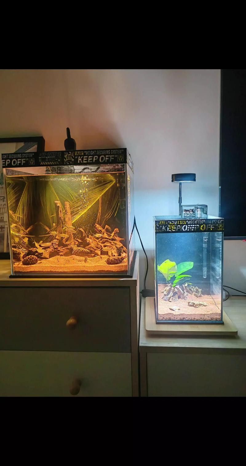 曼龍魚缸需要多大的空間（曼龍能長多大） 曼龍魚缸需要多大的空間（曼龍能長多大） 龍魚百科 第6張