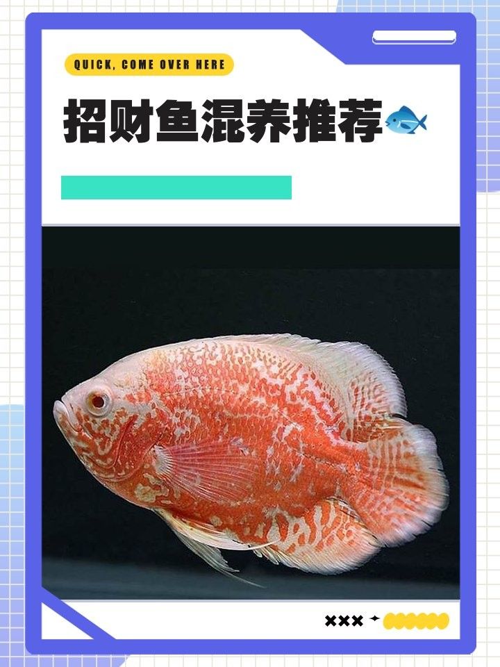 發財魚和什么魚一起養最好（發財魚和什么魚一起養最合適） 發財魚和什么魚一起養最好（發財魚和什么魚一起養最合適） 龍魚百科 第2張