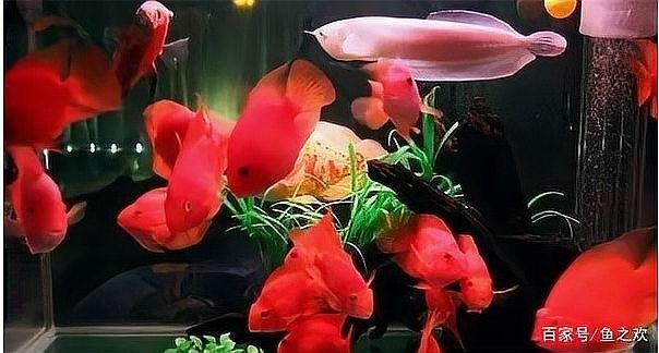 發財魚和什么魚一起養最好（發財魚和什么魚一起養最合適） 發財魚和什么魚一起養最好（發財魚和什么魚一起養最合適） 龍魚百科 第7張