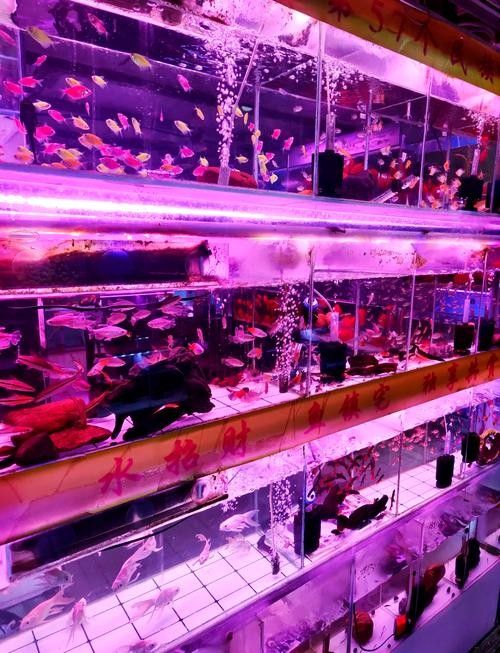 哪個市場的水族品種最全？（北京大紅門京深海鮮批發市場的具體地址在哪里） 哪個市場的水族品種最全？（北京大紅門京深海鮮批發市場的具體地址在哪里） 龍魚百科 第2張