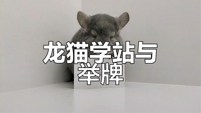 龍貓散養后多久會忘記籠子（龍貓“忘記籠子”并非真正的記憶喪失而是因環境偏好改變）