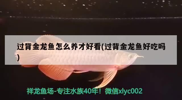 紅帝王魔神雷龍魚好養嗎怎么養活(紅帝王魔神雷龍魚好養嗎怎么養活的)（紅帝王魔神雷龍魚怎么養才好看）