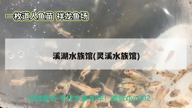 溪湖水族館(靈溪水族館)（悉尼溪湖水族館）