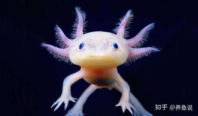 如何搭建六角恐龍魚的飼養環境（六角恐龍魚的飼養方法）