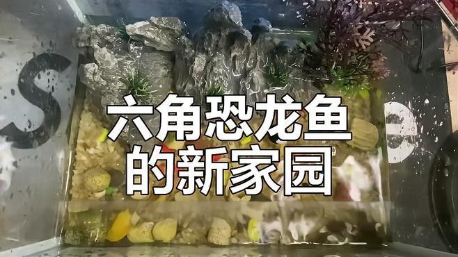 如何搭建六角恐龍魚的飼養環境（六角恐龍魚的飼養方法）