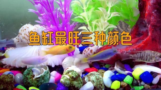 九星龍魚缸有哪些顏色可選？（九星龍魚缸哪個顏色最旺財九星龍魚缸價格批發報價）