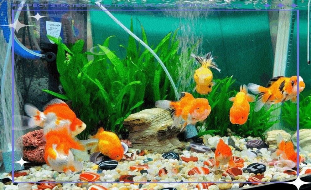 九星龍魚缸有哪些顏色可選？（九星龍魚缸哪個顏色最旺財九星龍魚缸價格批發報價）