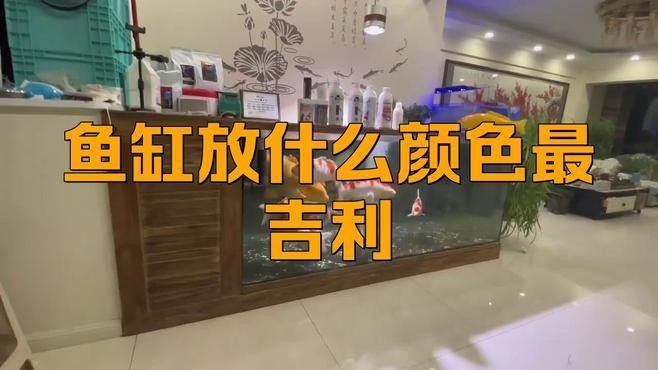 九星龍魚缸有哪些顏色可選？（九星龍魚缸哪個顏色最旺財九星龍魚缸價格批發報價）