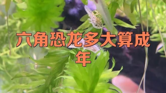 如何判斷恐龍魚是否成年（六角恐龍魚多久成年）