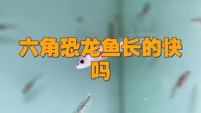 如何判斷恐龍魚是否成年（六角恐龍魚多久成年）