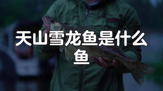天山雪龍魚的價格是多少？（天山雪龍魚是什么魚） 天山雪龍魚的價格是多少？（天山雪龍魚是什么魚） 龍魚百科 第1張