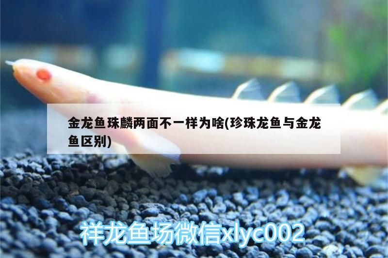 金龍魚珠麟兩面不一樣為啥(珍珠龍魚與金龍魚區(qū)別)（金龍魚珠麟兩面不一樣為啥）