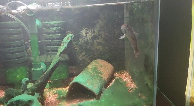 鬼王雷龍魚繁殖時需要多大的魚缸（鬼王雷龍魚繁殖時所需魚缸大小）