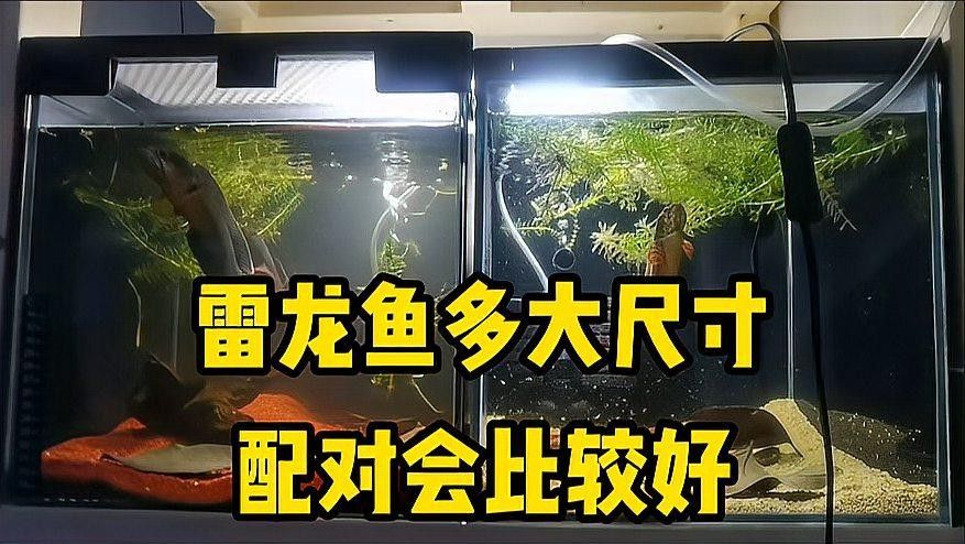 鬼王雷龍魚繁殖時需要多大的魚缸（鬼王雷龍魚繁殖時所需魚缸大小）