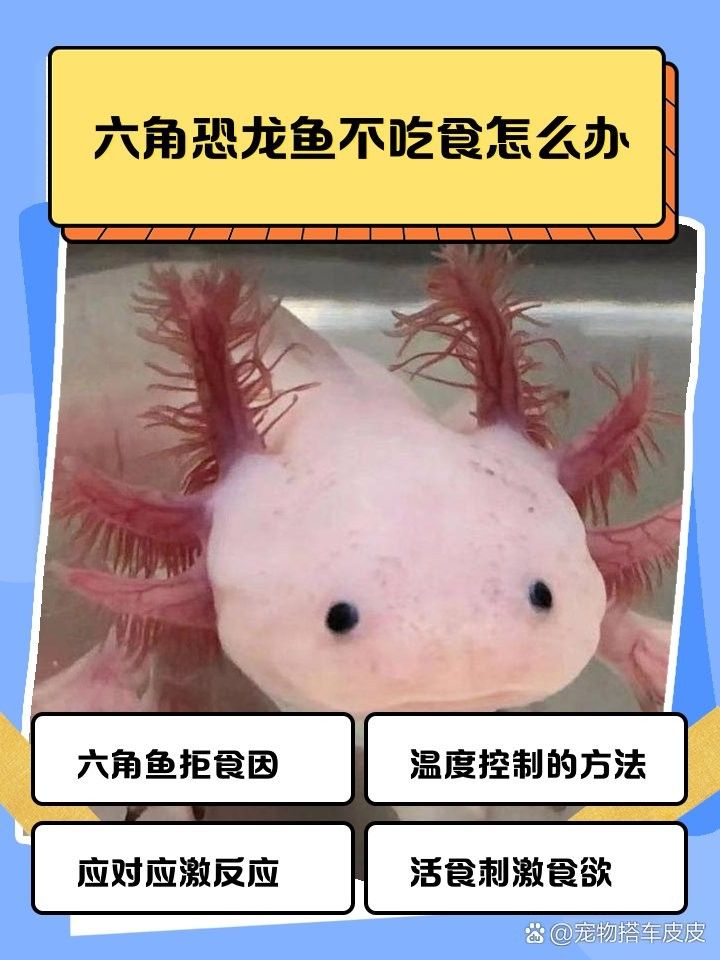 如何刺激恐龍魚(yú)進(jìn)食（六角恐龍魚(yú)不吃飼料怎么辦）