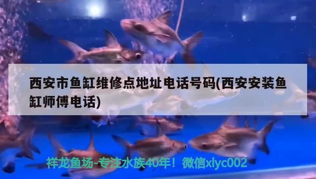 西安市魚缸維修點地址電話號碼(西安安裝魚缸師傅電話)
