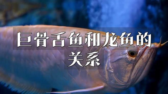 如何區分巨骨舌魚和龍魚