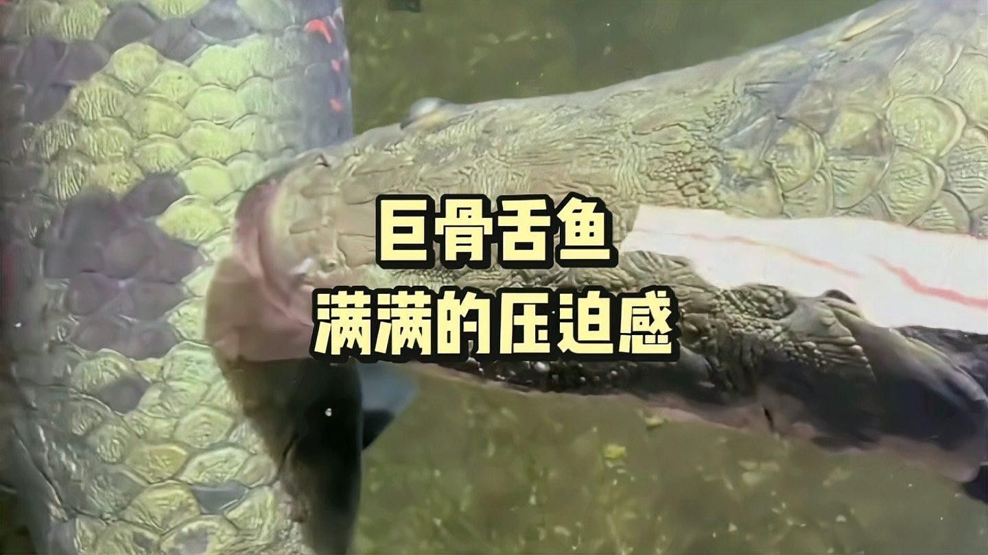 如何區分巨骨舌魚和龍魚