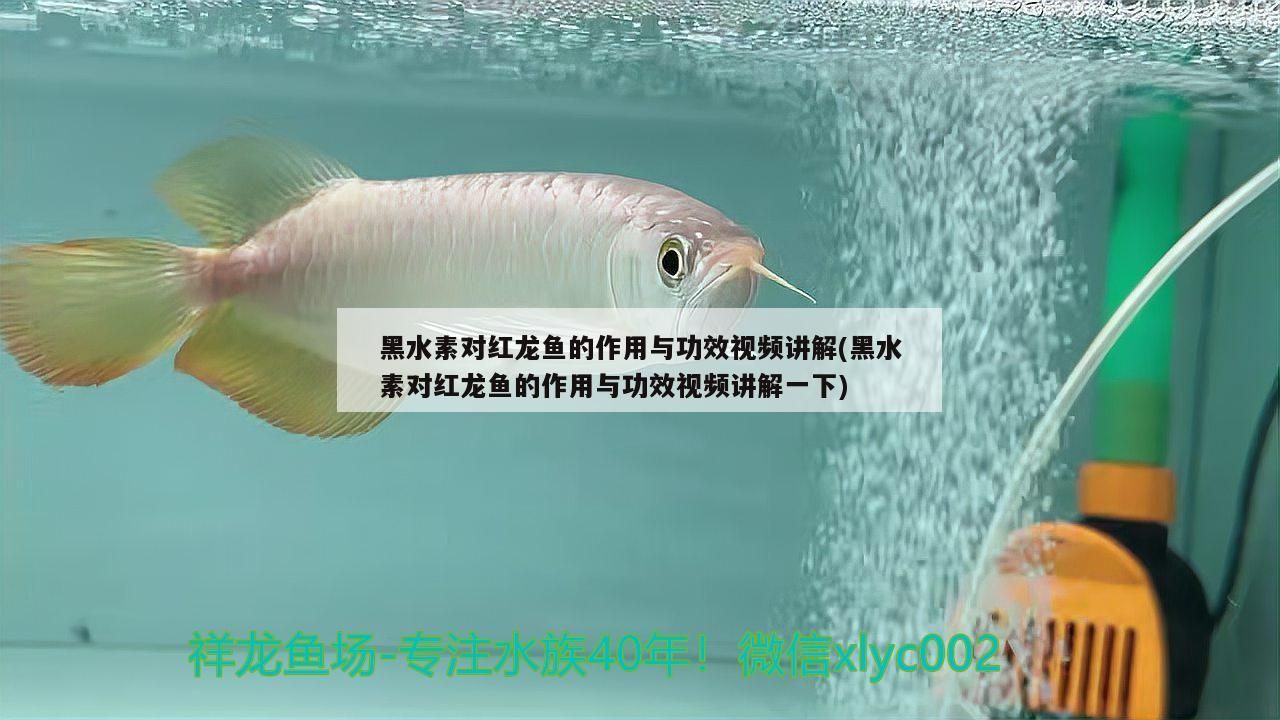 黑水素對(duì)紅龍魚的作用與功效視頻講解(黑水素對(duì)紅龍魚的作用與功效視頻講解一下)（黑水素對(duì)紅龍魚的作用與功效）