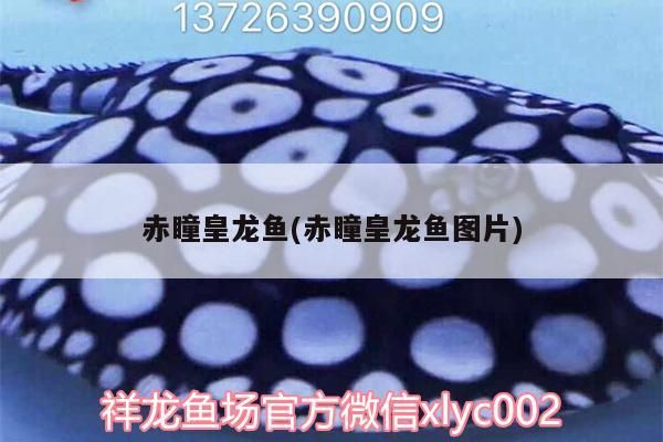 紅龍魚喂什么飼料好呢視頻講解(紅龍魚喂養)（赤瞳皇龍魚喂什么飼料好呢，）