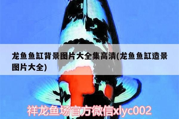 魚缸過濾器選購指南:自制魚缸過濾器魚缸上置過濾器對于養魚愛好者的必備知識 龍魚魚缸背景圖片大全集高清(龍魚魚缸造景圖片大全) 觀賞魚百科 龍魚魚缸背景圖片大全集高清(龍魚魚缸造景圖片大全) 龍魚魚缸背景圖片大全集高清(龍魚魚缸造景圖片大全) 觀賞魚百科