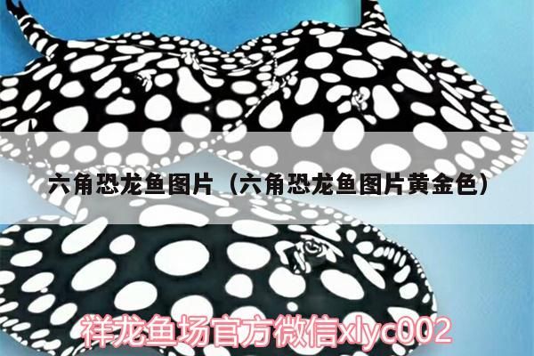 六角恐龍魚圖片（六角恐龍魚圖片黃金色）（六角恐龍魚圖片和價格）